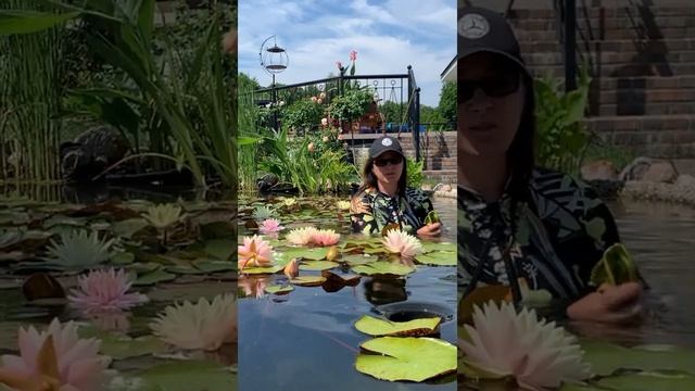 Водоросли в пруду! Как с ними бороться? смотреть онлайн