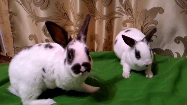 Продажа карликовых крольчат из питомника "Маленькое чудо"! смотреть онлайн