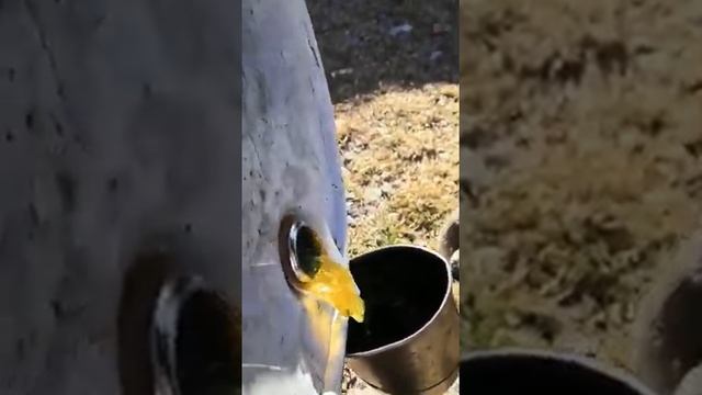 ДРУЗЬЯ, ЧТО ДУМАЕТЕ ПО ЭТОМУ ПОВОДУ КТО-НИБУДЬ С ТАКИМ СТАЛКИВАЛСЯ TOTACHI ПРЕВРАТИЛОСЬ В ЖЕЛЕ...
