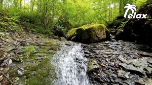 Водопад в Горном лесу - Шум воды и Пение лесных Птиц