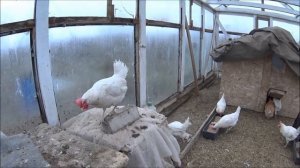 Содержание кур в теплице  в зимний период. Рацион. Яйценоскость.