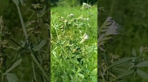 ЛЮЦЕРНА ПОСЕВНАЯ.Medicago sativa.