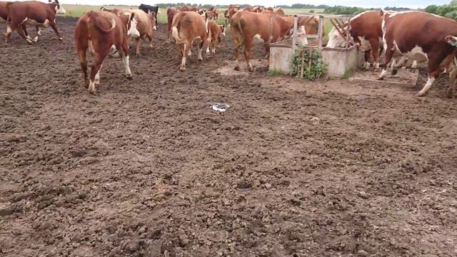 ПЕРЕГОНЯЕМ ОСНОВНОЕ СТАДО. Середина Июля 2020 года. #дикфарм #dikfarm смотреть онлайн