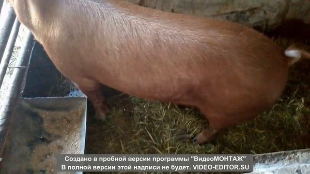 Чистокровный Дюрок Хряк / Потихоньку дрессирую кабана смотреть онлайн