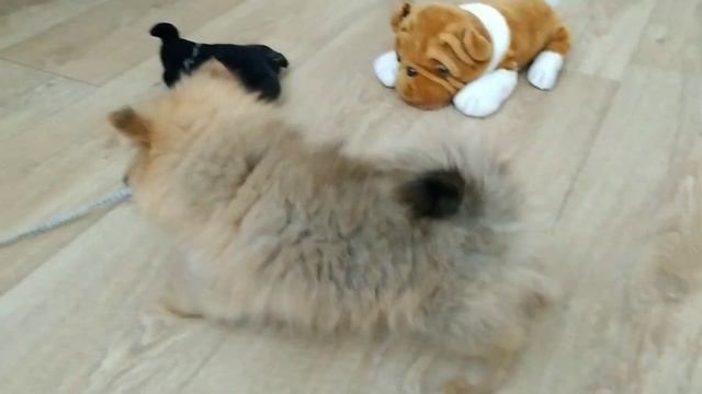 VLOG:ЩЕНОК В ДОМЕ/ЖИЗНЬ ИЗМЕНИЛАСЬ/РЕЖИМ И КОРМЛЕНИЕ ЩЕНКА.