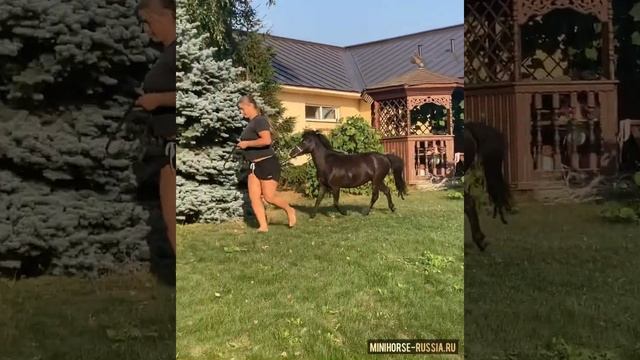 Продается - ДЕЙЗИ американская миниатюрная лошадь кобыла 2019гр смотреть онлайн