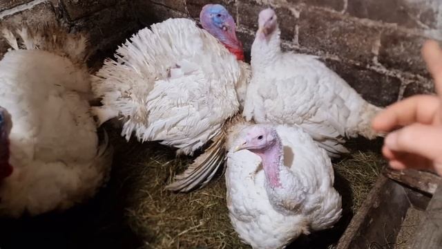 переселение утят, вес индюшки смотреть онлайн