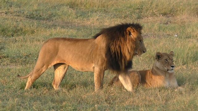 Pair of Mating Lions -( Parental Guidance) смотреть онлайн