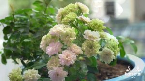 Green Ice rose _ Zone 10B _ Ho Chi Minh City _ Vietnam