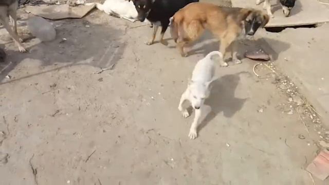 Приют "Фунтик" Астраханская область смотреть онлайн