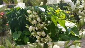 Как цветет юкка в моем саду.