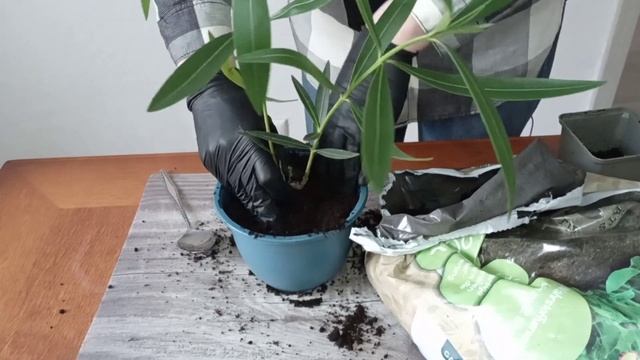 Олеандр. Уход в домашних условиях. Неприхотливый сад