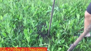 Самые лучшее средство от муравьев Муравьед КЭ и Муратокс,проверяем в деле,мои эксперименты. Часть 3