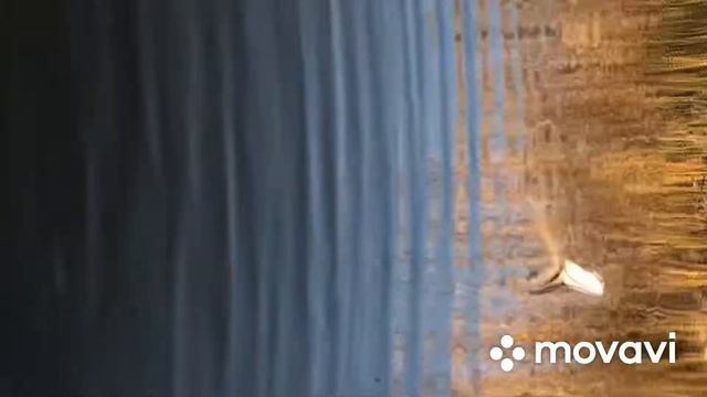 Лебедь Раком Щуку!!! Смотрите до конца !!! смотреть онлайн