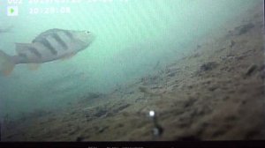 Видео с подводной камеры.Камера из Китая.Камера с Али Экспресс.