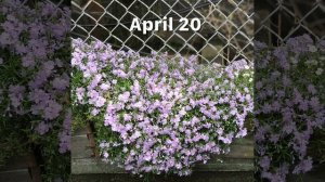 Creeping Phlox (Phlox subulata) - Blooming process