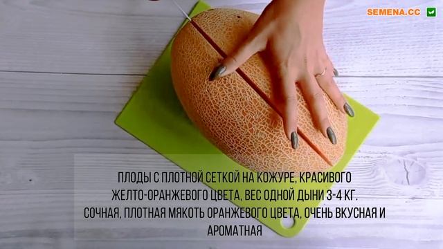 Диня Кар'єра F1. Відгуки та характеристика. Демонстрація плоду та розріз смотреть онлайн