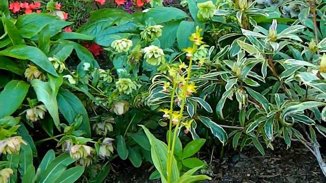 Cold Orchids & Garden Orchids in May - starring my black cymbidium смотреть онлайн