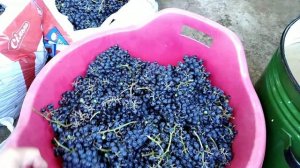 Начало виноградного сезона 2020.Сорт винограда  Кудерка (кудрик) часть1.