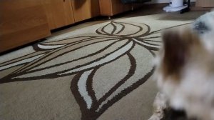 Примеряем и пробуем подарки от Белки Сид.