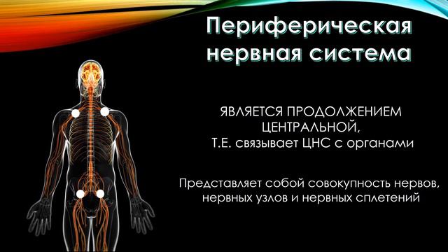 Нервная система. Анатомия. Биология