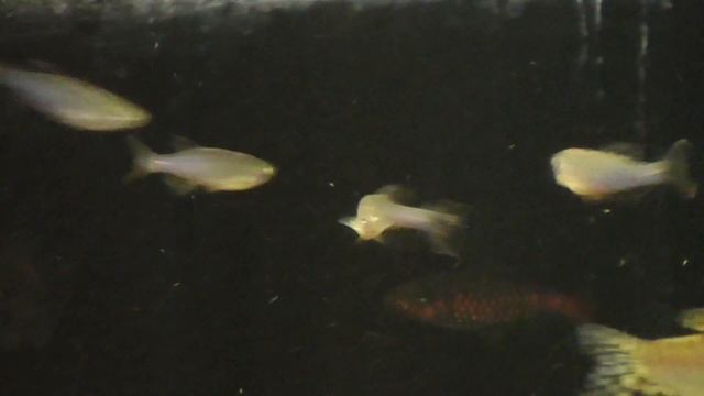 Жемчужный данио - Забытые аквариумные рыбы смотреть онлайн