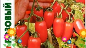Томат Розовый фламинго. Краткий обзор, описание характеристик solanum lycopersicum Rozovyj flamingo