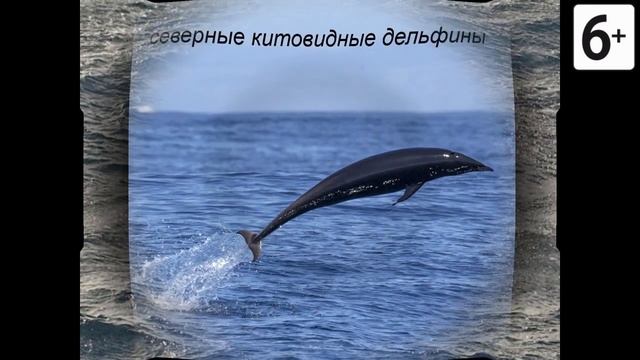 Удивительные соседи. Китовидный дельфин смотреть онлайн