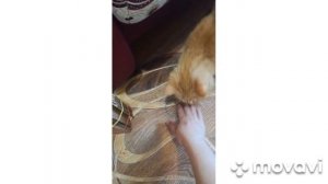 Когтеточка из картона своими руками.
