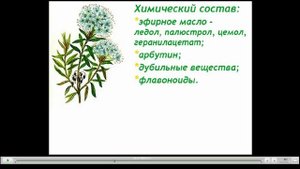 Багульник Лечебные свойства