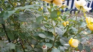 Роза МУЛИНЕКС- Вторая Волна Цветения!!! Зацвела даже БЕЗ ОБРЕЗКИ- ТРУДЯДКА И УМНИЦА,хоть и Жарааа