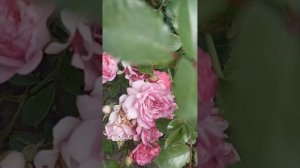 Почвопокровная роза ЗЕ ФЕРРИ. 23.08.23.Г