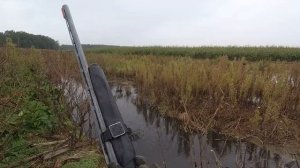 Охота на утку с подхода с курцхааром! Осенняя охота 2021