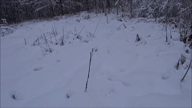 Охота на зайца с русской гончей Звонкой 28.11.2021г. Я распутываю, молодая выжловка гоняет )))