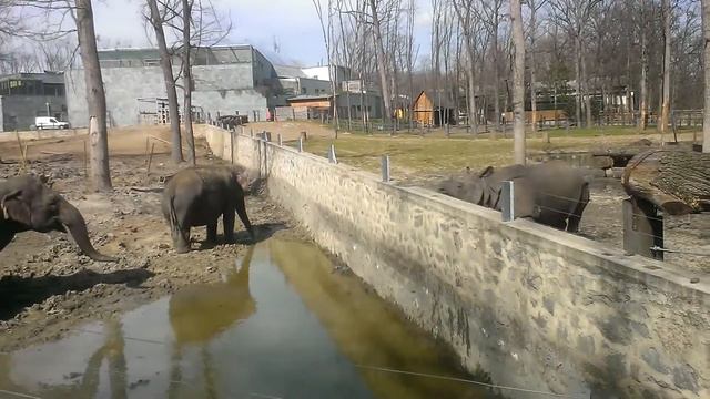 Слоны, зоопарк г. Ниредьхаза, Венгрия - 2 смотреть онлайн