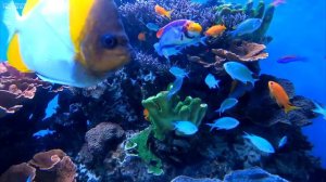 Aquarium 4K VIDEO (ULTRA HD) 🐠 Sea Animals With Relaxing Music - Rare & Colorful Sea Life Video