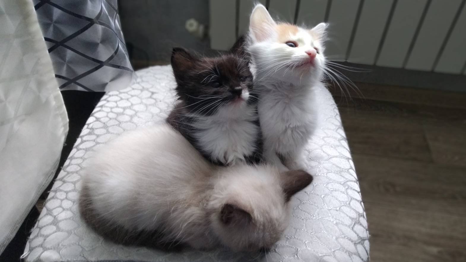 Мои милые котята