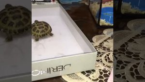 Как купать Сухопутную черепаху.  Мои Летние каникулы с моей черепашкой Налой