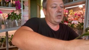 ОРХИДЕИ ОТПОИТЬ ПРАВИЛЬНО чтобы не загубить корни орхидей из ПОСЫЛКИ