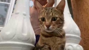 снимаю Мартеля день 1🐈