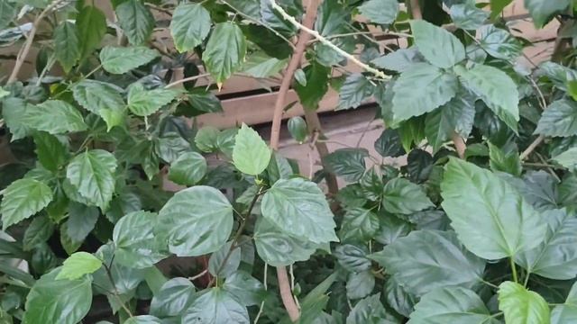 Поход в оранжерею Таврического сада☘️?? #комнатныерастения #питер #сад #оранжерея смотреть онлайн