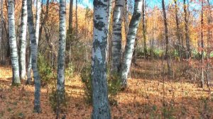 Вы шумите , берёзы .