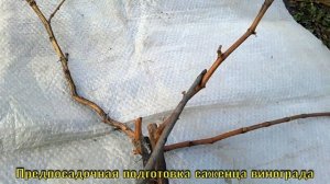 Предпосадочная обрезка винограда.