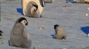 "Zooпарк": "Заснеженный птенец, или история одного пингвина"