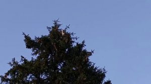 Клёкот аиста / The cry of a stork