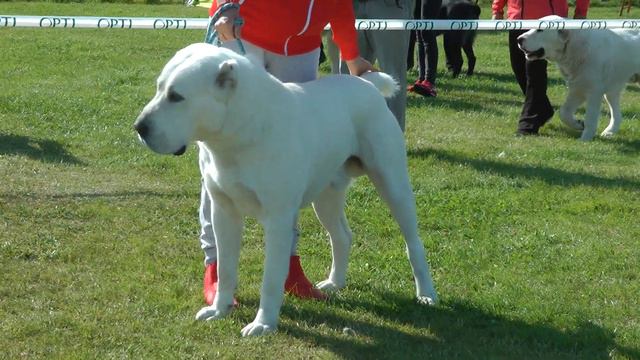 СРЕДНЕАЗИАТСКАЯ ОВЧАРКА * КЛАСС ИНТЕРМЕДИА КОБЕЛИ смотреть онлайн