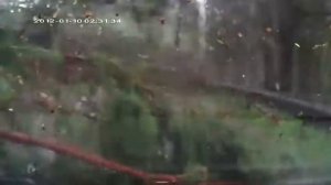 Деревья падают прямо на дорогу