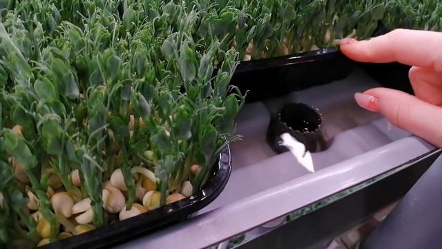 Нижний полив на стеллажной ферме. Как это устроено? Выращивание #микрозелень на #гидрононика смотреть онлайн