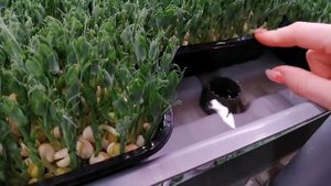 Нижний полив на стеллажной ферме. Как это устроено? Выращивание #микрозелень на #гидрононика