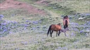 Кобыла защищает жеребенка